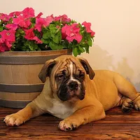 Tobin, a male Olde English Bulldogge for sale in Hookerton, NC – Photo 6 of 9