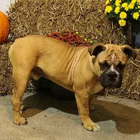 Tobin, a male Olde English Bulldogge for sale in Hookerton, NC – Photo 2 of 9