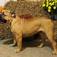 Tobin, a male Olde English Bulldogge for sale in Hookerton, NC – Photo 3 of 9
