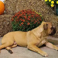 Tobin, a male Olde English Bulldogge for sale in Hookerton, NC – Photo 4 of 9