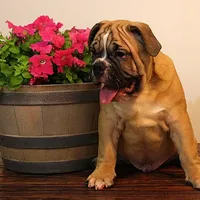 Tobin, a male Olde English Bulldogge for sale in Hookerton, NC – Photo 9 of 9