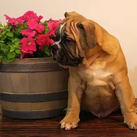 Tobin, a male Olde English Bulldogge for sale in Hookerton, NC – Photo 7 of 9