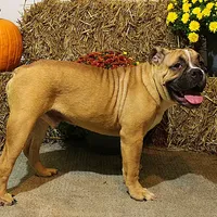 Tobin, a male Olde English Bulldogge for sale in Hookerton, NC – Photo 5 of 9