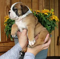 Summit, a male Olde English Bulldogge for sale in Hookerton, NC – 9 of 10