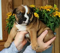Ridge, a male Olde English Bulldogge for sale in Hookerton, NC – 5 of 10