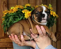 Ridge, a male Olde English Bulldogge for sale in Hookerton, NC – 8 of 10