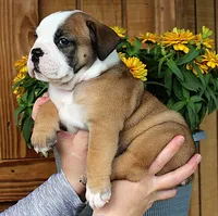 Summit, a male Olde English Bulldogge for sale in Hookerton, NC – 5 of 10
