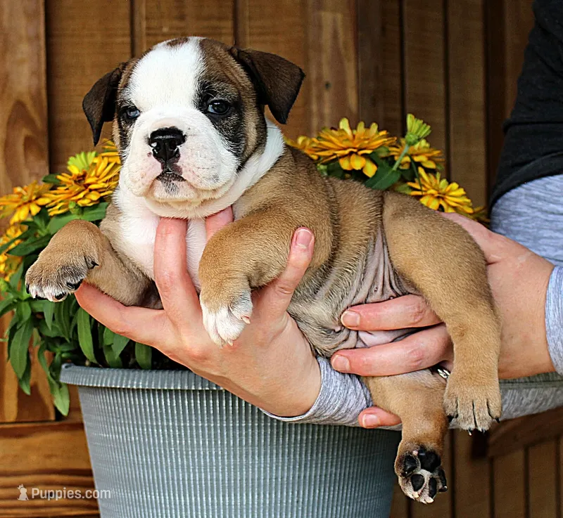 Summit – Olde English Bulldogge puppy for sale in Hookerton, NC