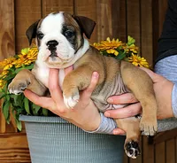 Summit, a male Olde English Bulldogge for sale in Hookerton, NC – 1 of 10