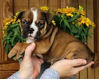 Ridge, a male Olde English Bulldogge for sale in Hookerton, NC – 4 of 10