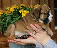 Canyon, a male Olde English Bulldogge for sale in Hookerton, NC – 8 of 9