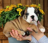 Summit, a male Olde English Bulldogge for sale in Hookerton, NC – 2 of 10
