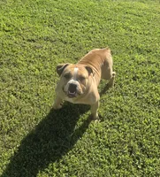 Quinnlan, a male Olde English Bulldogge for sale in Hookerton, NC – 4 of 4