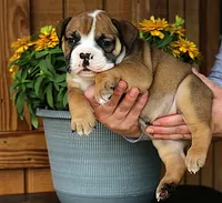 Canyon, a male Olde English Bulldogge for sale in Hookerton, NC – 4 of 9