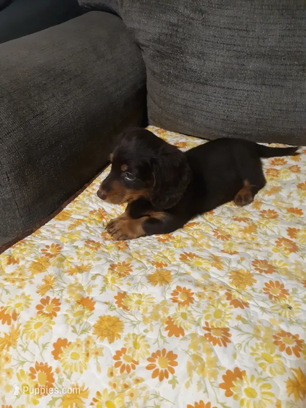 Cooper – Miniature Dachshund puppy for sale in Aldrich, MO