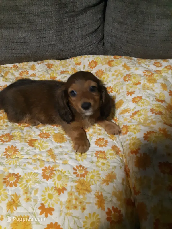 SARAH  – Miniature Dachshund puppy for sale in Aldrich, MO