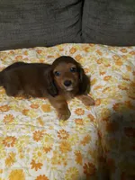 SARAH , a female Miniature Dachshund for sale in Aldrich, MO – 1 of 1
