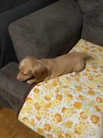 Miss Sunshine , a female Dachshund for sale in Aldrich, MO – 2 of 2