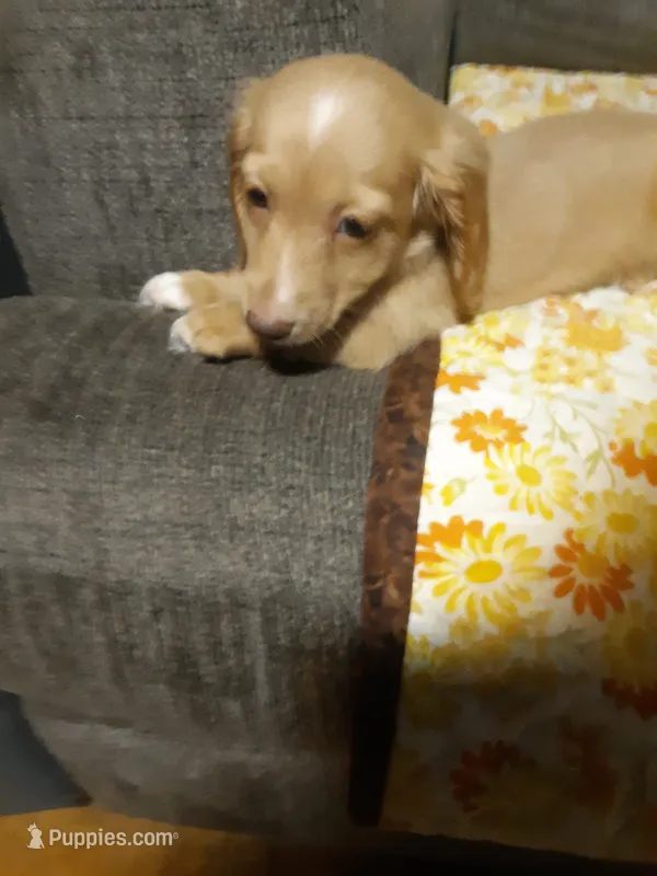 Miss Sunshine  – Dachshund puppy for sale in Aldrich, MO
