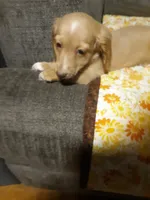 Miss Sunshine , a female Dachshund for sale in Aldrich, MO – 1 of 2