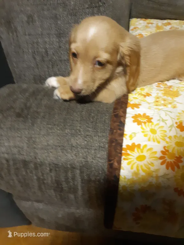 Miss Sunshine  – Miniature Dachshund puppy for sale in Aldrich, MO