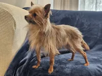 Gosha, a male Yorkshire Terrier for sale in Parma, ID – 2 of 3