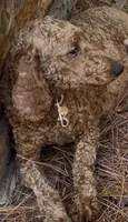 Adult Labradoodle Male & Female, a male Labradoodle for sale in Jacksonville, FL – 2 of 2