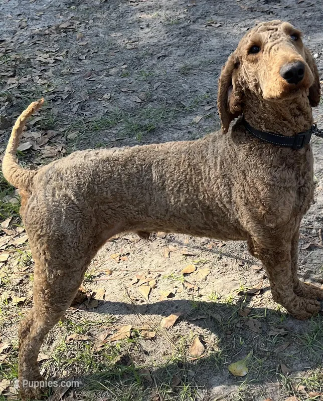 Adult Labradoodle Male & Female, a male Labradoodle for sale in Jacksonville, FL – 1 of 2