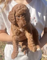 Red Labradoodle Puppy *Give Offer, a male Labradoodle for sale in Jacksonville, FL – Photo 4 of 5