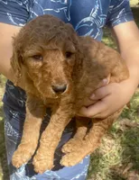 Red Labradoodle Puppy *Give Offer, a male Labradoodle for sale in Jacksonville, FL – Photo 3 of 5