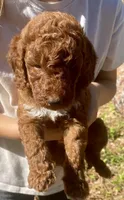 Red Labradoodle Puppy *Give Offer, a male Labradoodle for sale in Jacksonville, FL – Photo 1 of 5