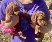 Red Labradoodle Puppy *Give Offer, a male Labradoodle for sale in Jacksonville, FL – Photo 5 of 5