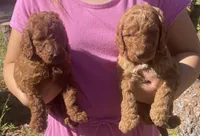 Red Labradoodle Puppy *Give Offer, a male Labradoodle for sale in Jacksonville, FL – Photo 2 of 5