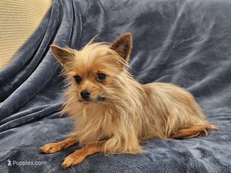 Gosha – Yorkshire Terrier puppy for sale in Parma, ID