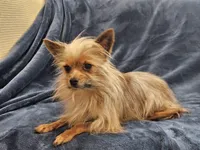 Gosha, a male Yorkshire Terrier for sale in Parma, ID – 1 of 3