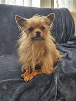 Gosha, a male Yorkshire Terrier for sale in Parma, ID – 3 of 3
