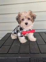 Onyx, a male Yorkshire Terrier for sale in Loganville, GA – 4 of 5