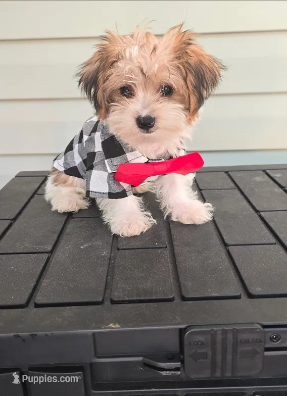 Onyx – Yorkshire Terrier puppy for sale in Loganville, GA