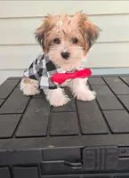 Onyx, a male Yorkshire Terrier for sale in Loganville, GA – 1 of 5