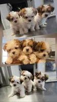 Onyx, a male Yorkshire Terrier for sale in Loganville, GA – 2 of 5