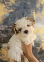 Sterling , a male Yorkshire Terrier for sale in Loganville, GA – 6 of 7