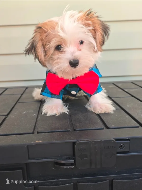 Sterling  – Yorkshire Terrier puppy for sale in Loganville, GA