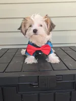 Sterling , a male Yorkshire Terrier for sale in Loganville, GA – 5 of 7