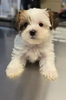 Sterling , a male Yorkshire Terrier for sale in Loganville, GA – 2 of 7