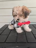 Onyx, a male Yorkshire Terrier for sale in Loganville, GA – 5 of 5