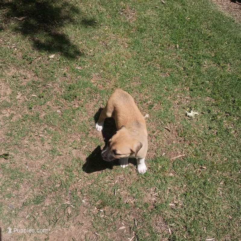 Cloudy – Boxer, Great Pyrenees puppy for sale in Fayetteville, AR