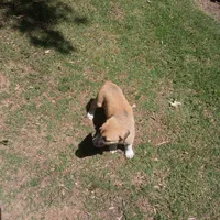 Cloudy, a female Boxer and Great Pyrenees for sale in Fayetteville, AR – 1 of 1