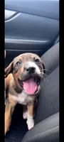 Roxie, a female Boxer and Great Pyrenees for sale in Fayetteville, AR – 1 of 1