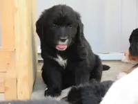 Black Golden, a female Golden Retriever for sale in Rubicon, WI – 2 of 4