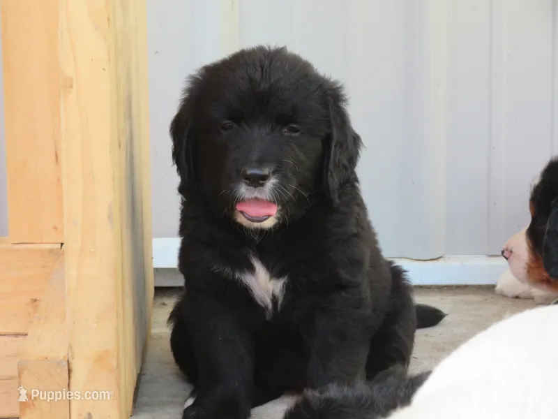 Black Golden – Golden Retriever puppy for sale in Rubicon, WI